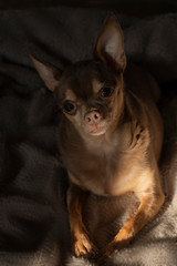Obraz premium Russian toy Terrier, brown decorative dog, close-up at home