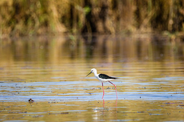 black winged stilt