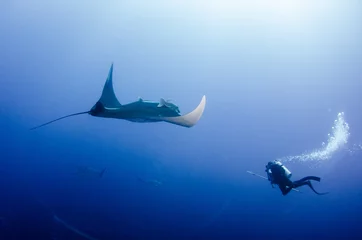 Manta ray at revillagigedo archipelago, Mexico. © leonardogonzalez