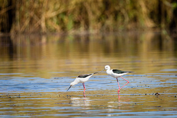 black winged stilt