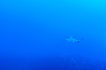 Galapagos and silvertip sharks, Revillagigedo islands, Mexico.
