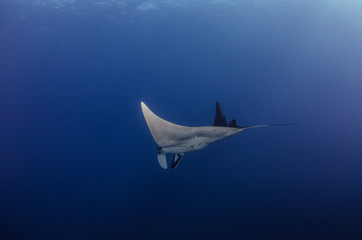 Manta ray at revillagigedo archipelago, Mexico.