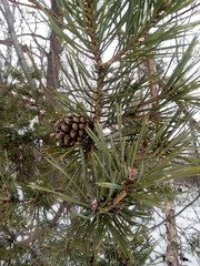 pine tree branch with cones