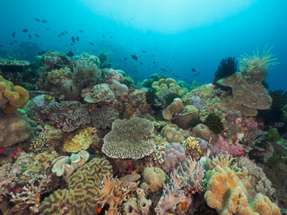 Obraz na płótnie Canvas Various corals in Timor Leste (East Timor)