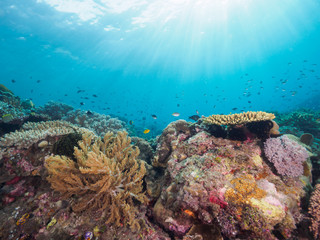 A sunshine lights coral reef