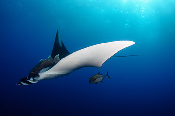 Manta ray at revillagigedo archipelago, Mexico.