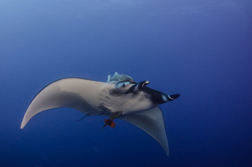 Manta ray at revillagigedo archipelago, Mexico.