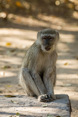 Vervet Monkey