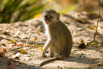 Vervet Monkey