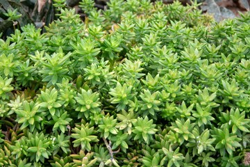 Top view of Branch of Araucaria araucana, Monkey tail tree,