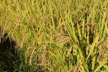 黄金色に稔った稲穂