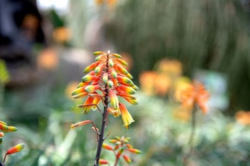 Closeup view of Candelabra Aloe Arborescens