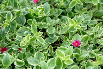 Top view of beautiful Aptenia cordifolia heartleaf ice plant baby sun rose flower blooms.