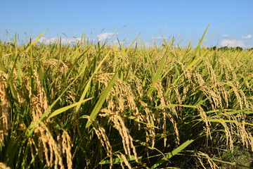 黄金色に稔った稲穂