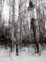forest in winter