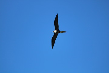 Kite