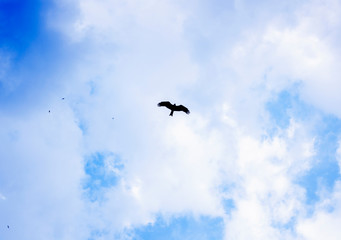 bird in flight