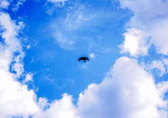 bird in the sky