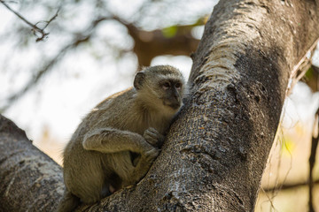 Vervet Monkey