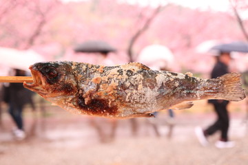 桜を泳ぐ