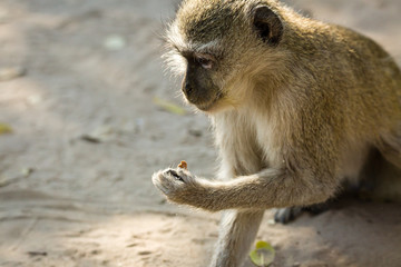 Vervet Monkey