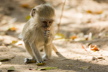 Vervet Monkey