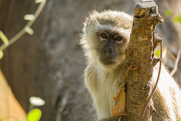 Vervet Monkey