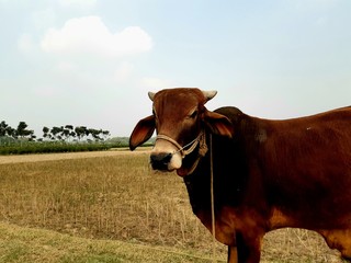 An alkaline cow is a barrier in the field for feeding grass.