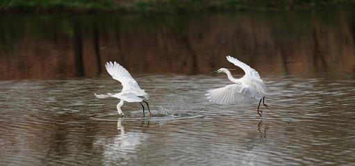 Composition of a sequence of flying bird take off with fish in beak in lake, Great white egret fly over water and catch fresh fish.