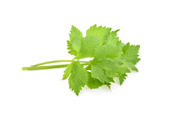 Celery isolated on white background