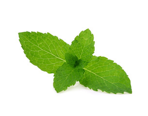 Mint leaves isolated on white background.