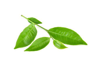 Green tea leaf isolated on white background