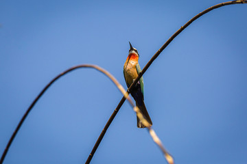 bee eater
