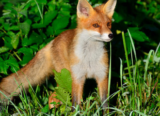 Portrait of a red fox on a green background.