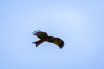 Yellow Billed Kite