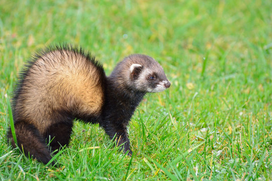 Ferret With A Startled Look Looks Into The Lens