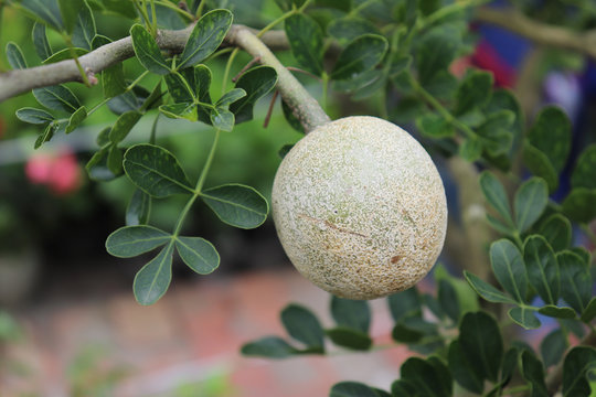 Limonia acidissima on the tree. Wood apple, Curd Fruit