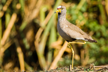 African wattled lapwing