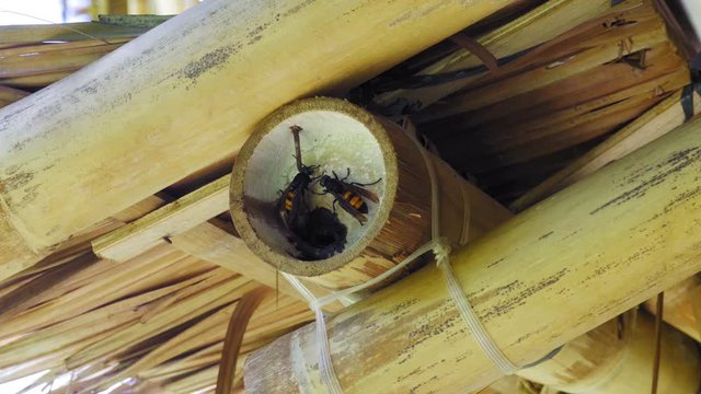 Big Asian hornet Vespa mandarinia close-up. Hornet in a bamboo trunk