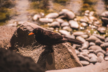 Japanese garden, western springs, auckland, new zealand