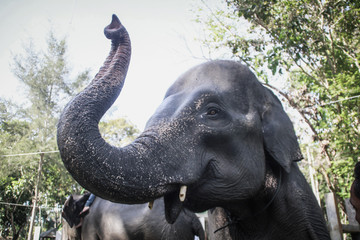 Fototapeta na wymiar Portrait of an sumatran Elephant