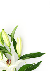 Beautiful blooming lily flower on white background. Spring and beauty concept. Greeting, invitation card. Flat lay, top view style with copy space for your text.