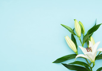 Beautiful blooming lily flower on blue background. Spring and beauty concept. Greeting, invitation card. Flat lay, top view style with copy space for your text.