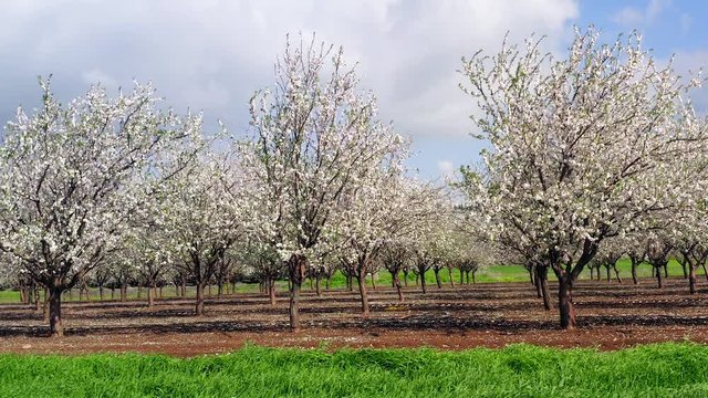 White full bloom Almond trees plantation, Aerial view.