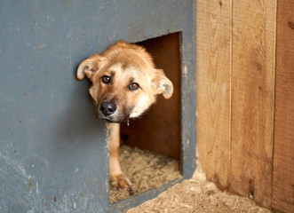 Sad view of a dog resting in the kennel