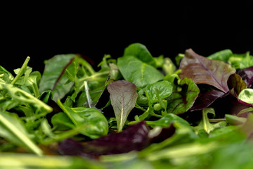 Close up of green salad mix. Fresh salad with rucola, purple lettuce, spinach, frisee and chard leaf