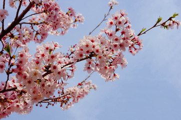 Pink Cherry blossom or sakura flower with blue sky in spring season at Japan. Hanami festival in the park.