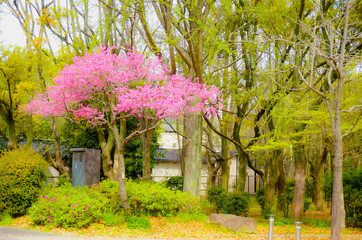 Pink Cherry blossom or sakura flower among green trees in park.