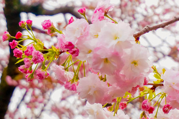 Pink Cherry blossom or sakura flower in spring season at Japan. Hanami festival in the park.
