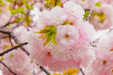  Pink Cherry blossom or sakura flower  in spring season at Japan